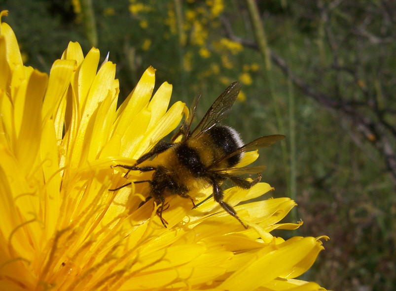 Bombus, forse un maschio di B. ruderatus (morto?)